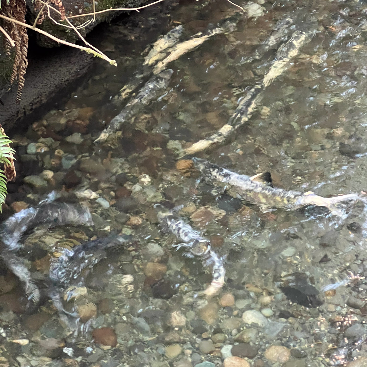 Group of salmon fighting in creek