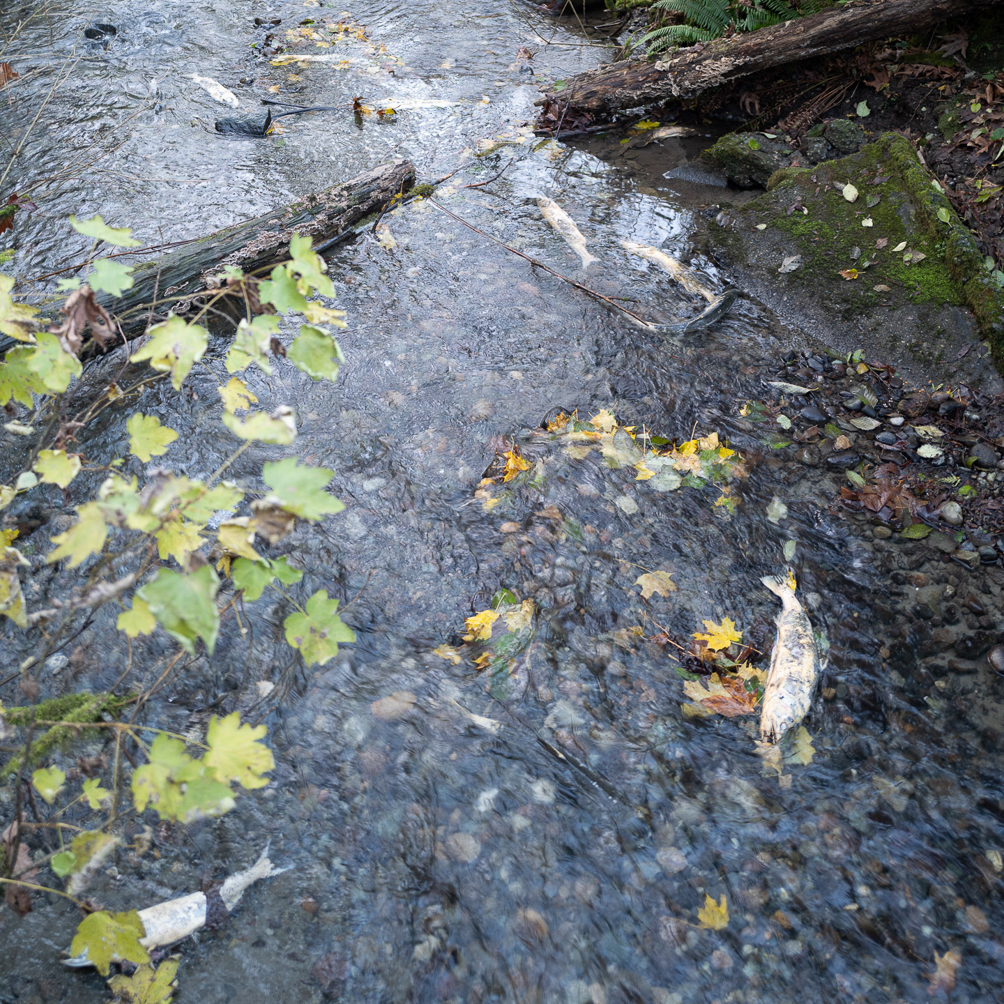 Dead salmon lying in shallow creek
