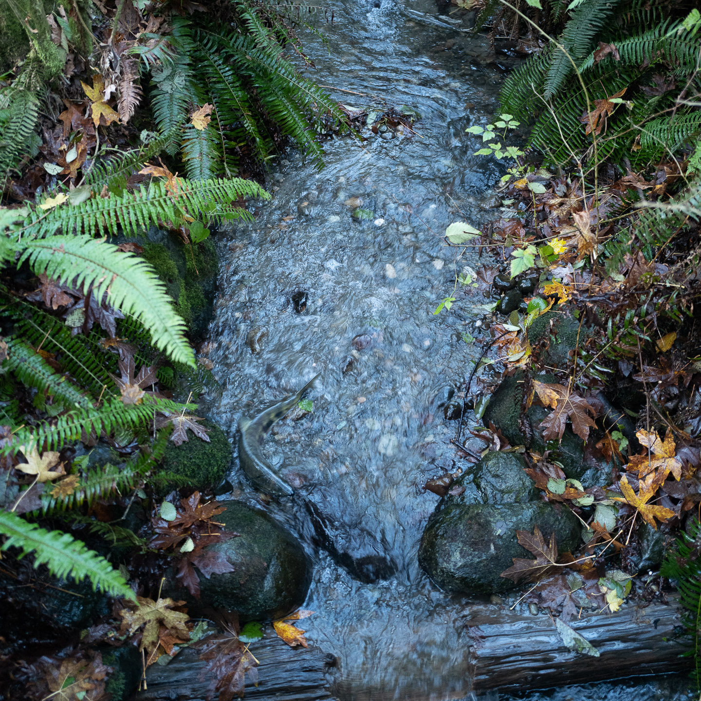 Salmon swimming in shallow creek